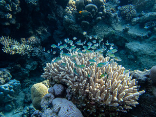 Fantastically beautiful corals and inhabitants of the coral reef in the Red Sea.