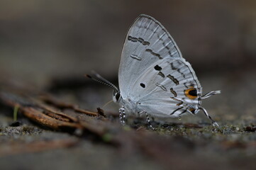 Butterfly from the Taiwan (Hypolycaena kina inari (Wileman, 1908) ) Taiwan black star small gray...