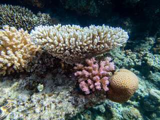 Fantastically beautiful corals and inhabitants of the coral reef in the Red Sea.