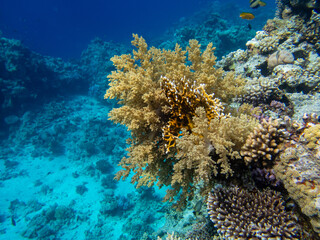 Fantastically beautiful corals and inhabitants of the coral reef in the Red Sea.