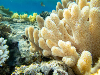 Fantastically beautiful corals and inhabitants of the coral reef in the Red Sea.