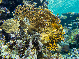 Fantastically beautiful corals and inhabitants of the coral reef in the Red Sea.