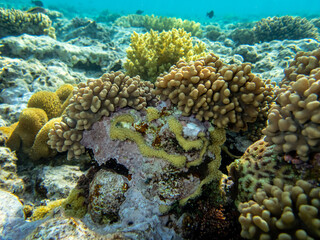 Fantastically beautiful corals and inhabitants of the coral reef in the Red Sea.