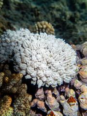 Fantastically beautiful corals and inhabitants of the coral reef in the Red Sea.