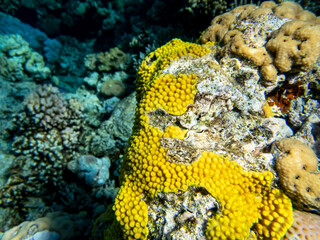 Fantastically beautiful corals and inhabitants of the coral reef in the Red Sea.