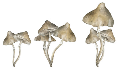 Poisonous mushrooms hand drawn illustration, family of inedible mushrooms Dangerous mushrooms, toadstool, fly agaric, white toadstool, family of mushrooms isolated on a white background