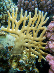 Fantastically beautiful corals and inhabitants of the coral reef in the Red Sea.