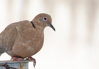young, brown dove on a fence ,against blurred  background. selective focus. The Eurasian collared dove (Streptopelia decaocto) is a dove species native to Europe and Asia