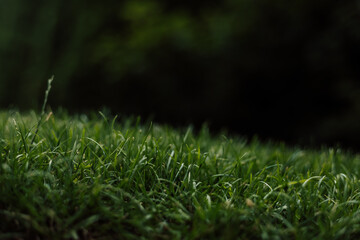 Grass on the lawn close-up. Green natural background