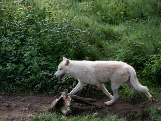 Obraz premium Running polar wolf in the forest in summer