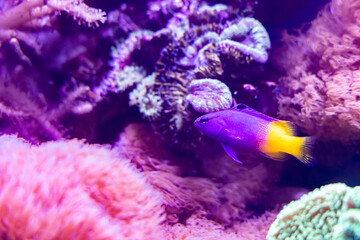 Pesce Pseudochromis paccagnellae o Pictichromis paccagnellae