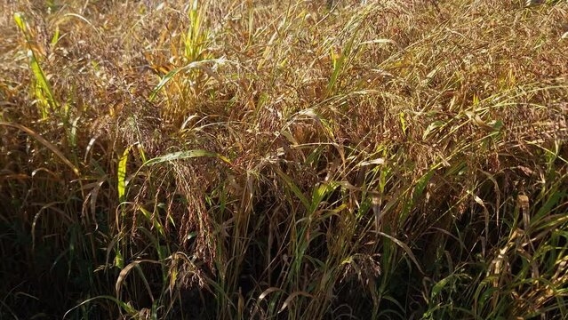 Sudan grass with ripening seeds on field at sunny morning