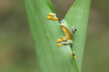 frog, green, flying frog, cute green frog