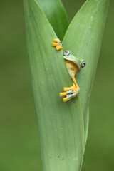 frog, green, flying frog, cute green frog