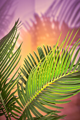 palm leaves grow on pink background