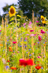 Colorful late summer flower meadow wide angle panorama. Dots of blooming plants like marigold,...