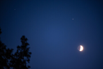 Moon at the first quarter rising over the forest. Natural satellite of the earth in conjunction...