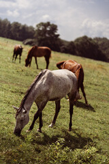 Horses grazing