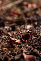 Red Admiral butterfly on the ground. Vanessa Atalanta a beautiful insect with colorful wings ...