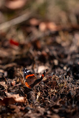 Red Admiral butterfly on the ground. Vanessa Atalanta a beautiful insect with colorful wings ...