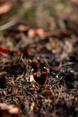 Red Admiral butterfly on the ground. Vanessa Atalanta a beautiful insect with colorful wings ...