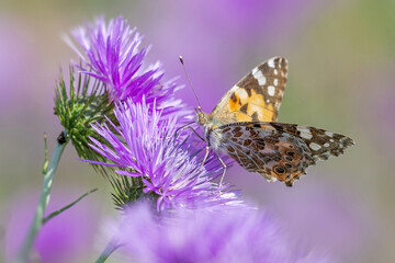 Papillon posé sur une fleur de chardon