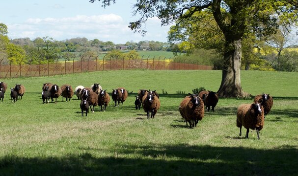 Sheep running