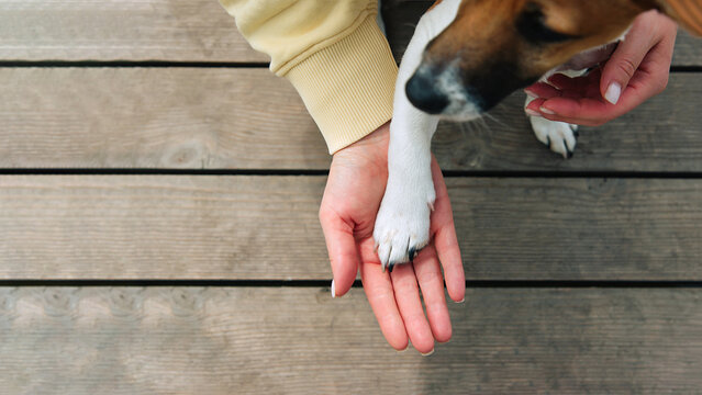 Pawed Pawed Bilder – Durchsuchen 1,178,134 Archivfotos, Vektorgrafiken und ...