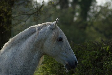 Obraz na płótnie Canvas White stallion