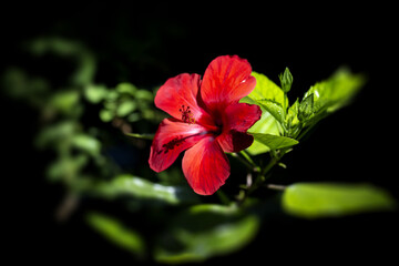Rose de chine © PPJ