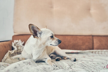 The dog is on the bed, in the house for a happy pet in comfort and safety in the living room. A tired Chihuahua is lying on the sofa, alone in the living room. High quality photo