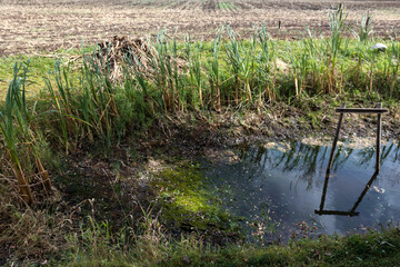 During drought dried up small pond in farmers agricultural field,  growing grass on bottom in dried up pond, natural disaster concept