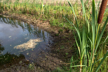 During drought dried up small pond in farmers agricultural field,  growing grass on bottom in dried up pond, natural disaster concept