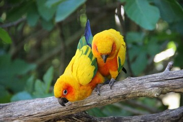 Oiseaux - Saison des amours