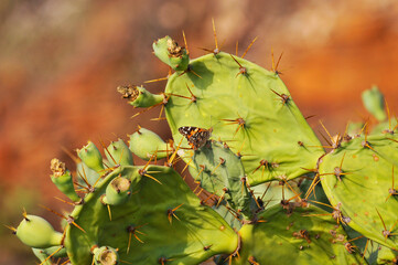 Papillon posé sur un figuier de barbarie