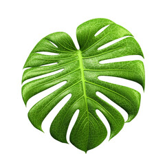 Monstera leaf isolated on transparent background, Generative ai