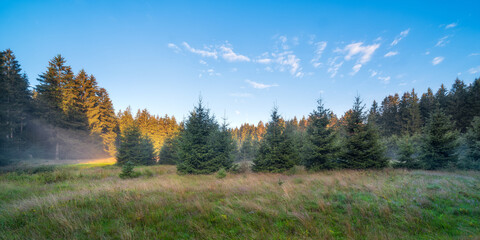 Fototapeta premium Boggy Clearing in Natural Forest of Spruce Trees with some morning fog at dawn, Thuringian Forest, Germany