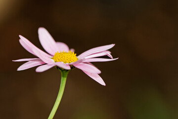 Marguerite d'Afrique