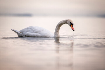 Swan swimming on the still waters of a lake in the setting sun, water dripping from its beak, with a blurred background