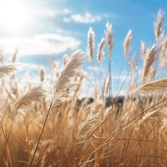 Dry grass towards the sky