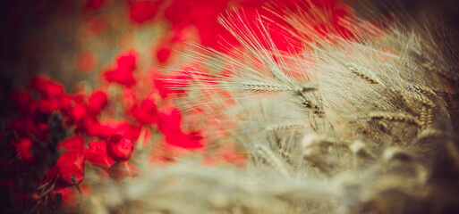 Close-up of a poppy meeting a cornfield, with a poppy in the background, with artistic colours