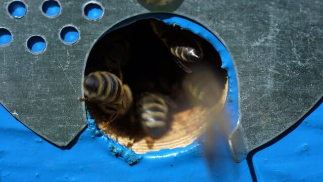 Honey bees fly next to the bee hive in the apiary to collect honey, close up. Beekeeping in countryside. Colony bees in apiary, macro. Detailed landing holes in the hive and fly bees