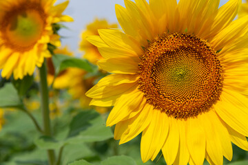 Big sunflower plants in close-up. Cultivation of agricultural crops for oil production