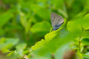 butterfly on a leaf