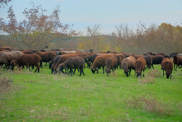 a flock of black sheep graze on a green meadow