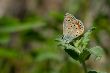 butterfly on leaf