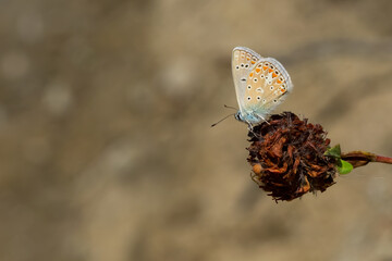 butterfly on leaf