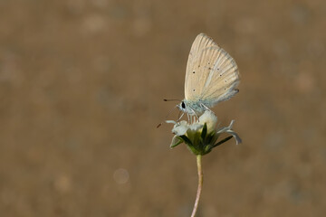 butterfly on a flower
