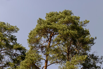 Obraz premium A variety of trees growing in the park