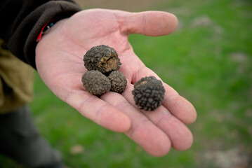 Black truffle in a person's hand, just found in the forest. An exquisite and aromatic mushroom....